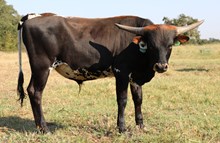 Grey Eagle x 007 Catchit Bull Calf