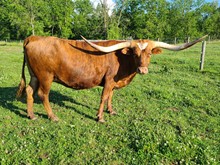 NATIVE COWGIRL