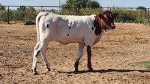Colluder x choice heifer