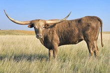 PCC KNIGHT PRANCER⚔️