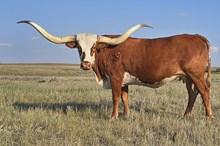 HUBBELLS CATCHIT VAN HORNE