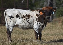COWBOY TUFF CHEX X OK LADY PAT 555 ET (H) TAG 472