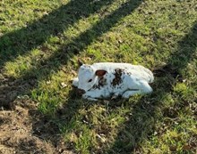 6CR COCAINE LADY TEX X COLLUDER TAG 604