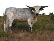 DB Contested's Amaya