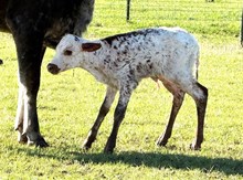 Gold Dust x Alexis Heifer Calf
