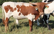 Anabelle Bull Calf