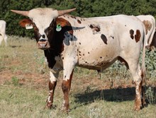 Contender x Angel Bull Calf