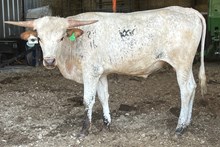 Romans 7 x Miss Christmas Bull Calf