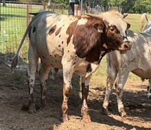 Contender x Angel Bull Calf