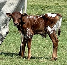 Kingsmen x Cordial Bull Calf