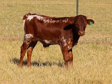 Kingsmen x Cordial Bull Calf
