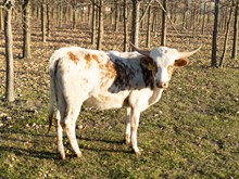 Delphi Heifer Calf