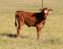 Frontier Gal Heifer Calf