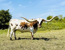 HUBBELLS PERFECT CATCH