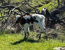 3/14/24 GOLD HEARTED HEIFER