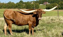 HUBBELLS GLORIFIED CATCH 95