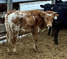 Royal Crown x Roman Rivers 