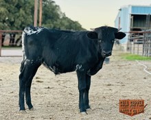 PCC DARK KNIGHT X DML KRISTEN