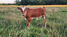 Cowboy Catchit Chex x High Class Gypsy SassTK (B)