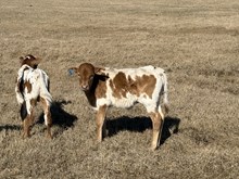 Reba Bull Calf #2
