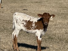 Everly Heifer Calf
