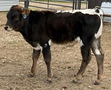 Crown Royal x Heartbreaker II Bull Calf