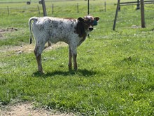 Hubbells 20 Gauge X Top Notch 25 Bull 
