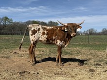 Crowns Red White N Boots