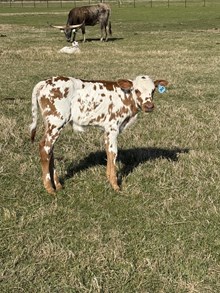 Contender x Jazz Bull Calf