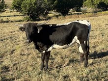 #44 BUX “CATES” PEARL