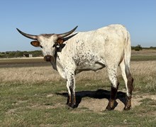 #88 BUX POWDERED SUGAR