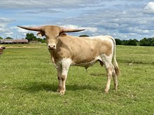 HRT Knight of Golden Opal