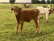 White Gold Bull Calf