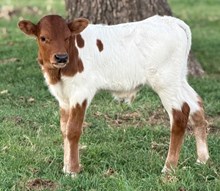 J & T's Royally Impressed