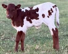 J & T's Hot Angel Baby TBD