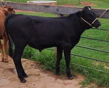 J7 PANTERA NEGRA 🇧🇷