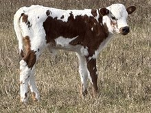 Bwana Berry Heifer