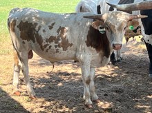 Silent Icon x Jazz Bull Calf