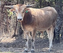 EJS Fifty x Melba Bull Calf