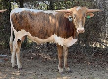 Roman Crown x Patriot Bull Calf