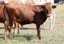 EJS Fifty x Patty Cake Bull Calf