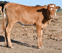 5050 x first kiss heifer 939