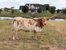 RJF MERCIFUL DIVA TAG 818 🇺🇸