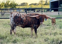 SF LACEY KAY 🇺🇸