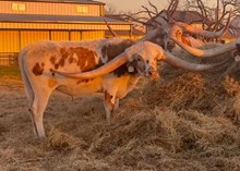 #101 PCC GREY EAGLE X MISS IRON GIRL