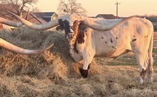 #9 COWBOY CATCHIT CHEX x HUBBELL’S .38 SPECIAL