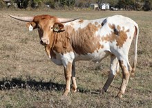 Crowns Stella Hearts