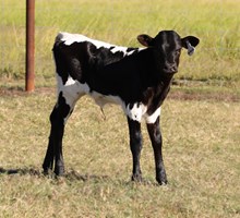 Dark Knight x Tejas Touch Heifer Calf