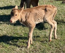 20 Gauge x Tequila Bull Calf