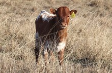 Bull calf Fifty-Fifty x Taco 4